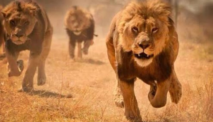 Resultado de imagen para Leones devoraron a cazador ilegal en reserva de Sudáfrica