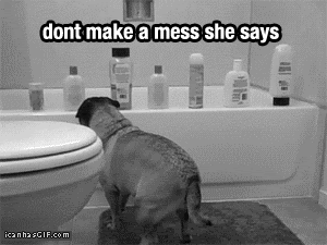 animals being jerk funny