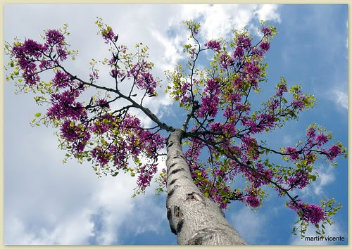 en nuestros parques y jardines