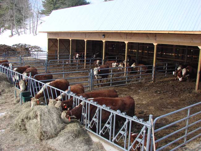 shed design for dairy ~ maria net