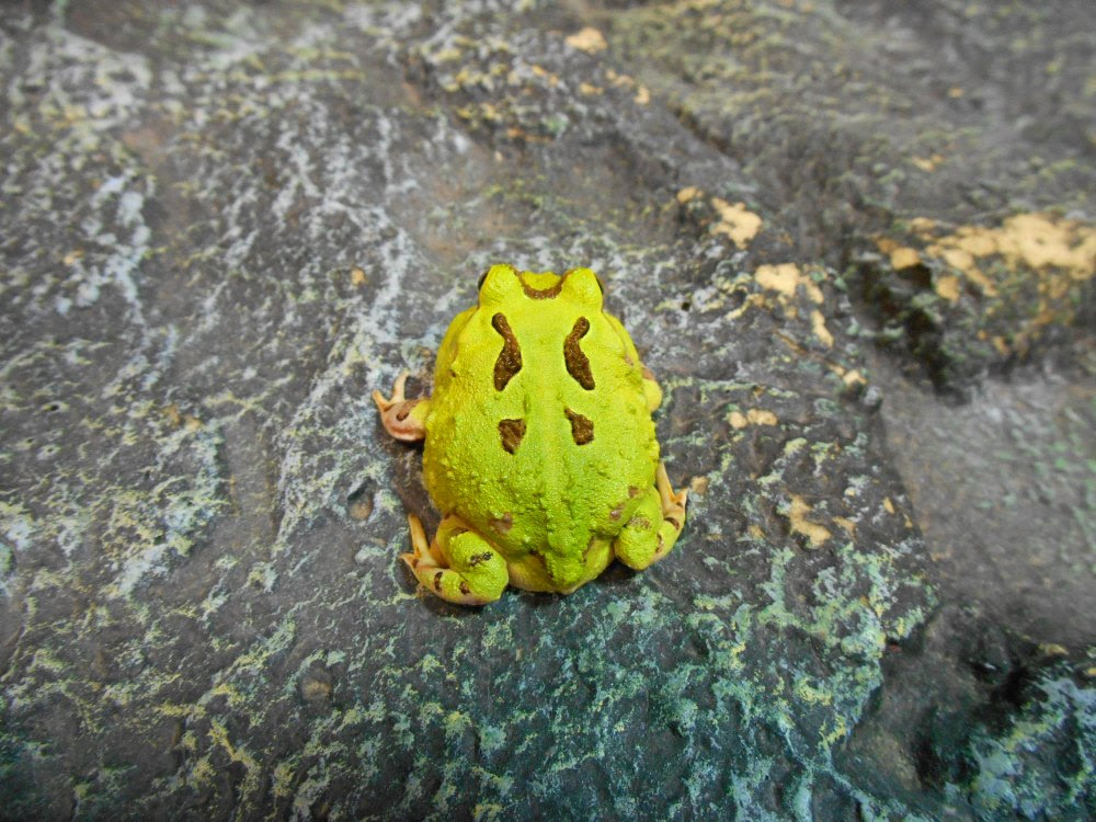 侏儒角蛙 秘魯角蛙 限量入荷 有魚水族兩棲爬蟲 新北市