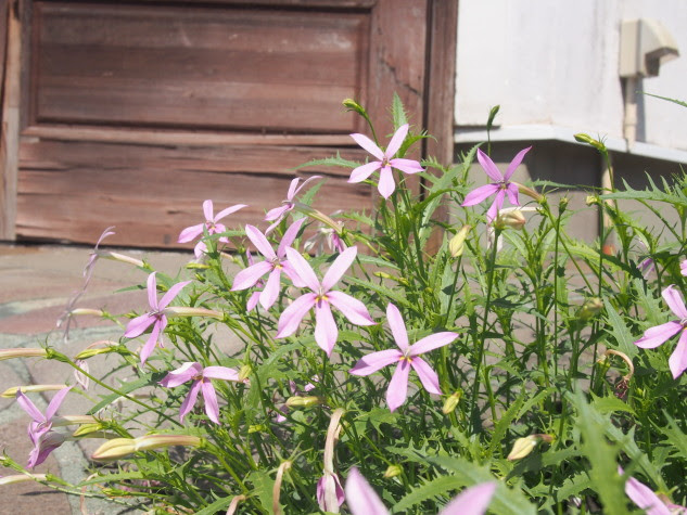 イソトマ花散歩