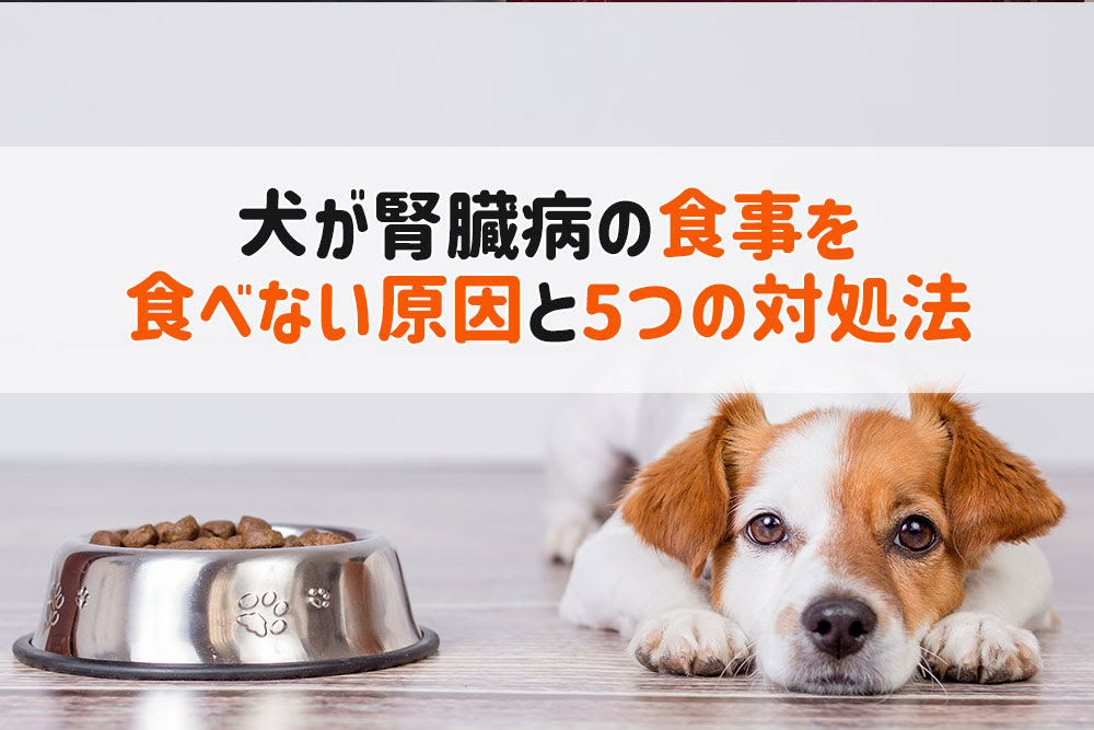 犬が腎臓病の食事を食べない原因と5つの対処法 獣医師執筆 監修 犬の病気大百科 愛犬が幸せで長生きする飼い方とごはんの知恵