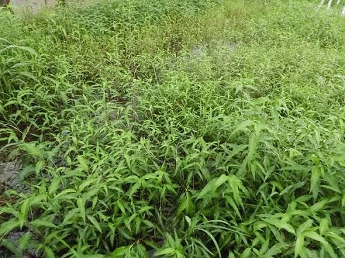 田んぼの水草巡り アクアルバム