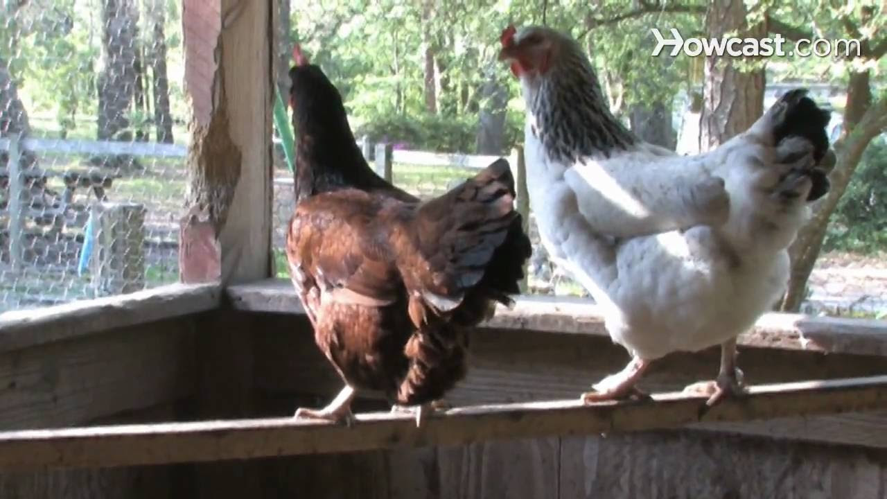 How to Raise Egg-Laying Chickens - YouTube