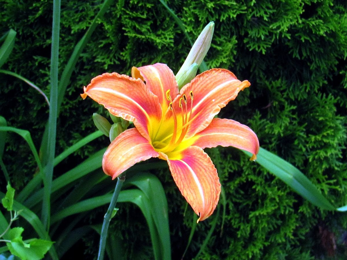Tiger Lily 1 photo IMG_8132a_zps14efe30c.jpg