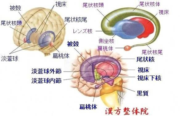 基底核 辺縁系