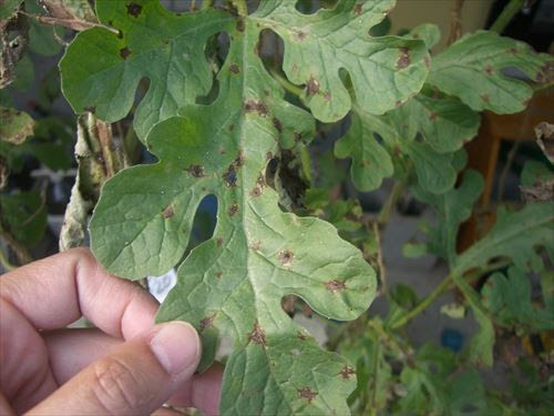 つる枯病 キャンカー スイカ メロンの葉が枯れる 水耕栽培ｑ ａ