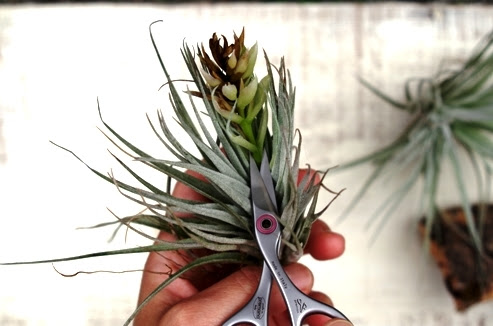 花と子株 エアープランツ チランジア のtengudo