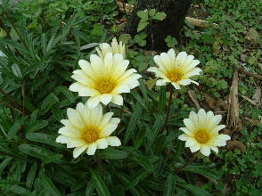 マーガレットに似た花 画像あり ドラゴンフルーツ落葉牧場 楽天ブログ