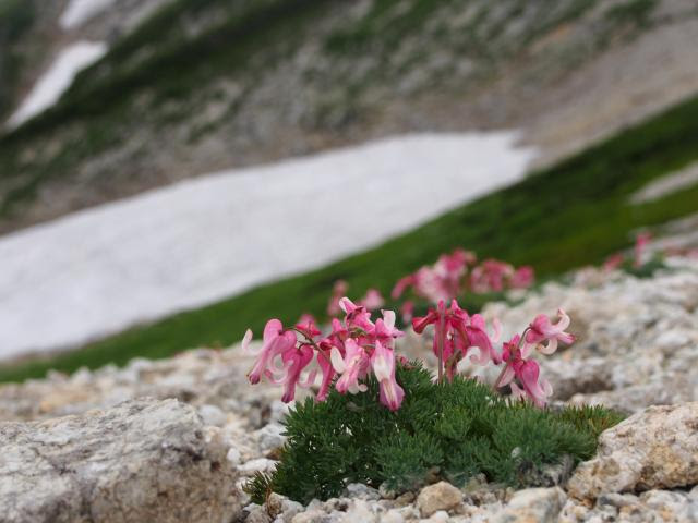 山に咲く花の名前を覚えよう 知っていれば もっと山を楽しめる 覚えておきたい花24選 Yamakei Online 山と溪谷社