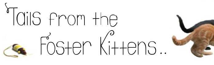 ~Tails from the Foster Kittens~