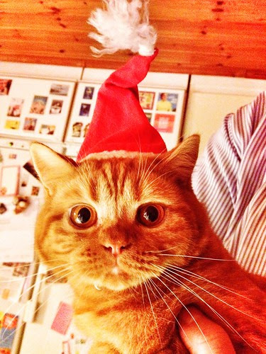 happiest cat