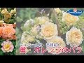 [最新] バラ デルバール 606523-バラ デルバール
