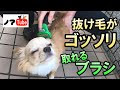 [10000印刷√] チワワ 目 取��る 196287-チワワ 目 取れる