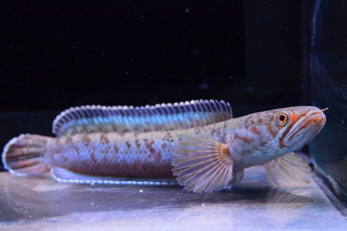 スネークヘッド 静岡市の熱帯魚専門店 大型魚 古代魚 珍魚 World Rivers