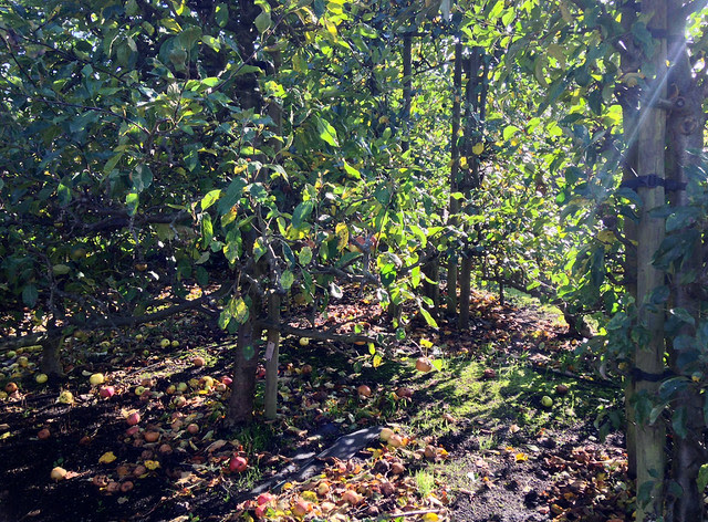 Fallen apples