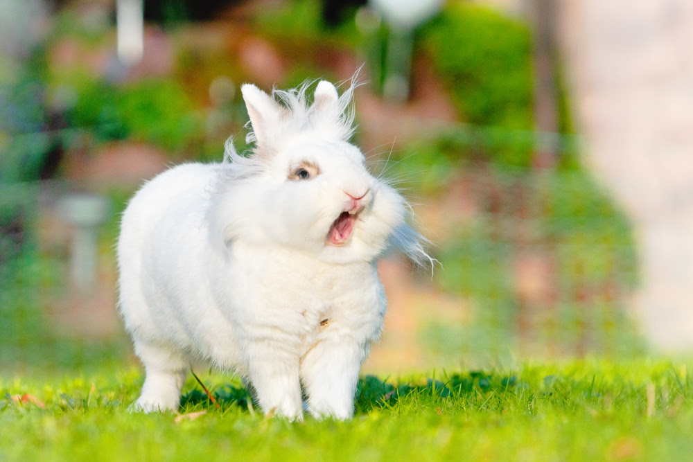 うさぎがあくびする3つ理由 あくびが多いのは病気のサイン Column Levees レビーズ Animal Rights 動物の権利を考えるwebマガジン