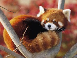 Red Panda Standing On A Branch Wallpaper 63