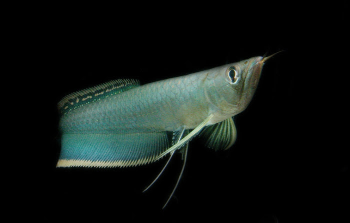 中型魚 大型魚 古代魚の仲間 熱帯魚図鑑レヨンベールアクア