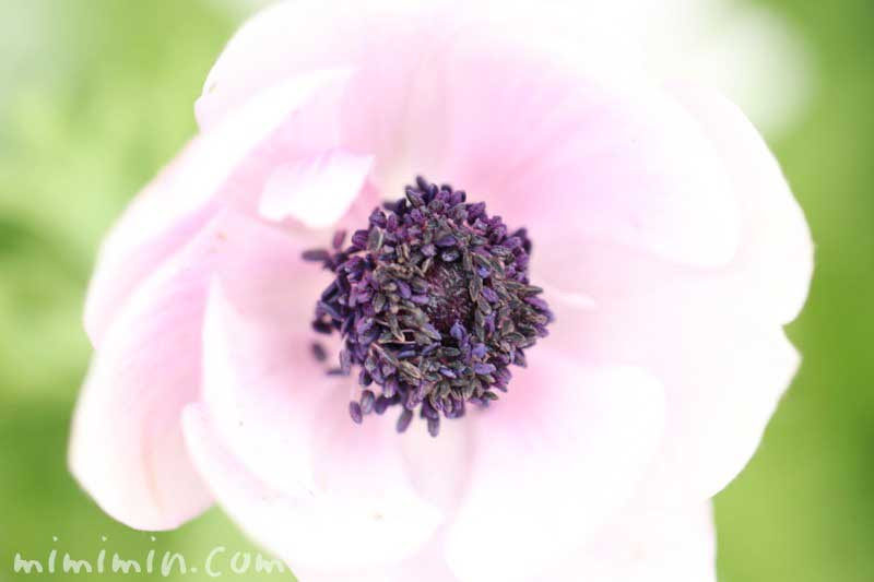 アネモネの花言葉 神話 みみみんブログ