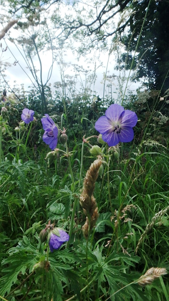 Geranium pratense flowering in abundance along the lanes