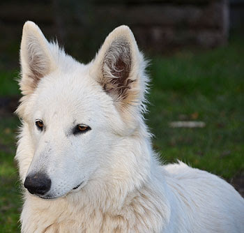 The White Wolves Elevage Berger Blanc Suisse Chiots à Vendre