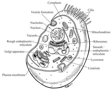 NYLearns.org - Mitosis by ECSDM