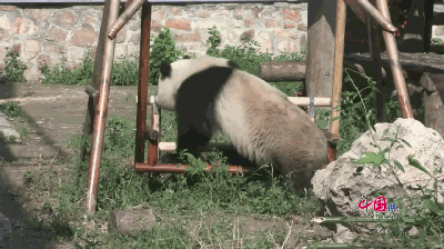 パンダたちの夏 動画集 中国網 日本語