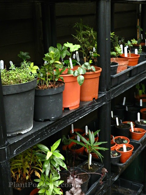 seedlings