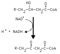 Fatty Acids Four enzymes and reactions 2nd dehydrogenation Fatty Acids Four enzymes and reactions 2nd dehydrogenation