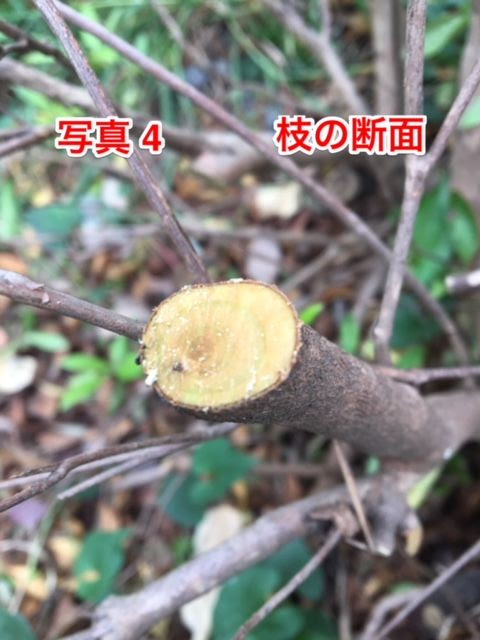 我家のツツジを小さくしたい 簡単に小さく切るツツジの剪定と時期 植木の剪定なら横浜の植木屋 山下園