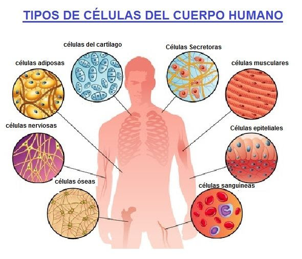 tipos de celulas del cuerpo humano