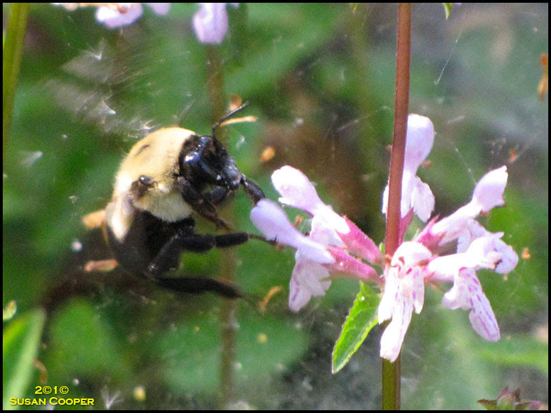 Bumble Bee