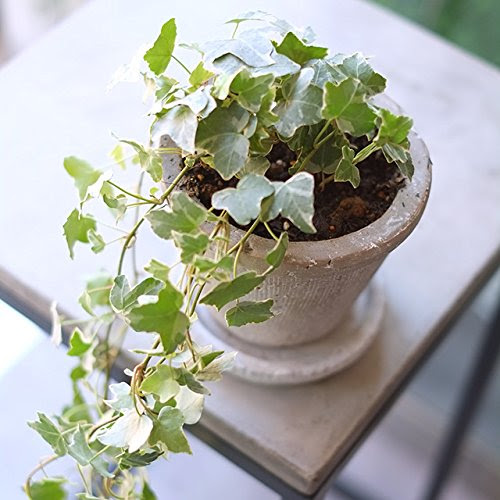 部屋がおしゃれになる観葉植物２５選 おすすめのインテリアグリーンをご紹介します 建築士が教える 新築の家を建てる人のための家づくりブログ