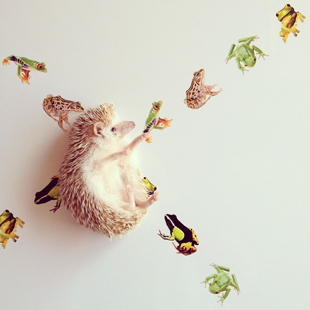 Cute Hedgehog Darcy Darcytheflyinghedgehog 19 Fubiz Media