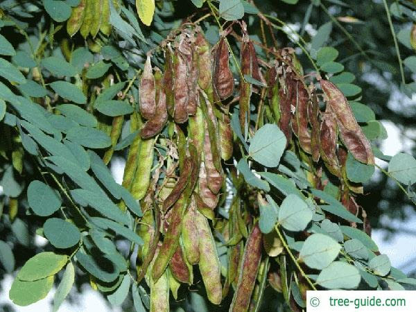 Black Locust Robinia Pseudoacacia