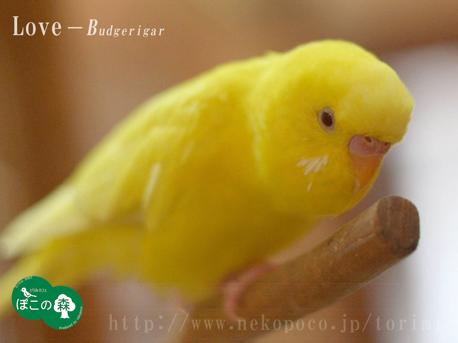 100以上 かわいい インコ 画像 待ち受け 最高の画像新しい壁紙gahd