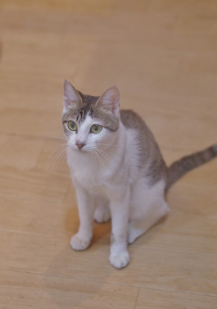 痩せすぎなのが心配な 麻利緒ちゃん となねこ