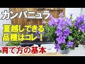 最高のコレクション カンパニュラ 花 307362-カンパニュラ 花言葉 後悔