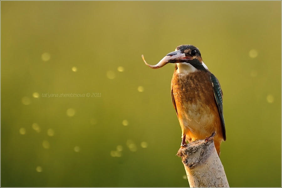 500px favs, rg443