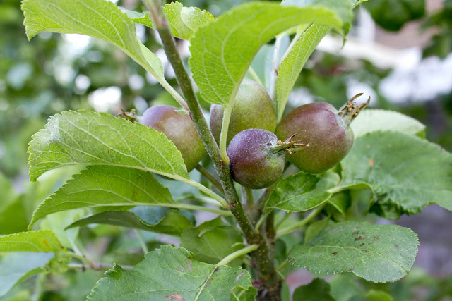 Apples