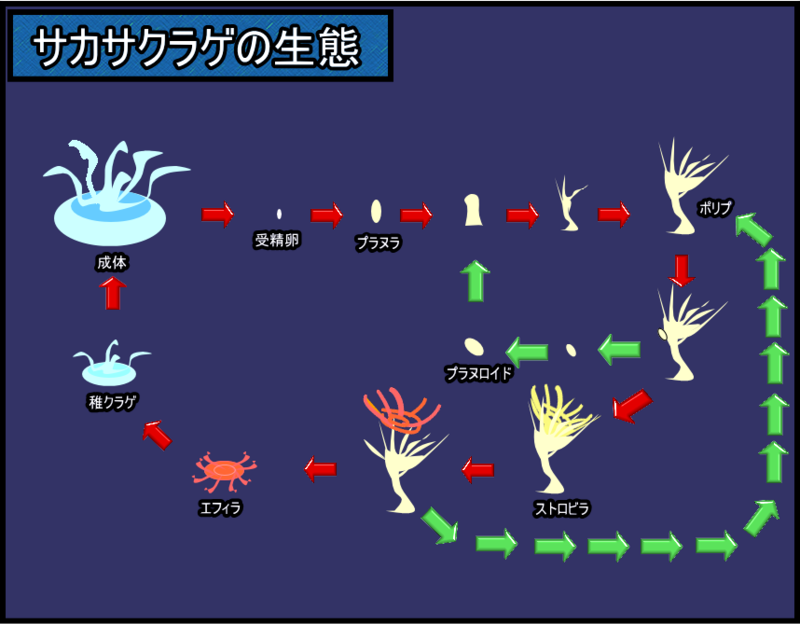 サカサクラゲの生態 サカサクラゲ飼育日誌