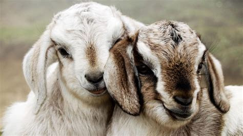 cute goats wallpapers pictures images