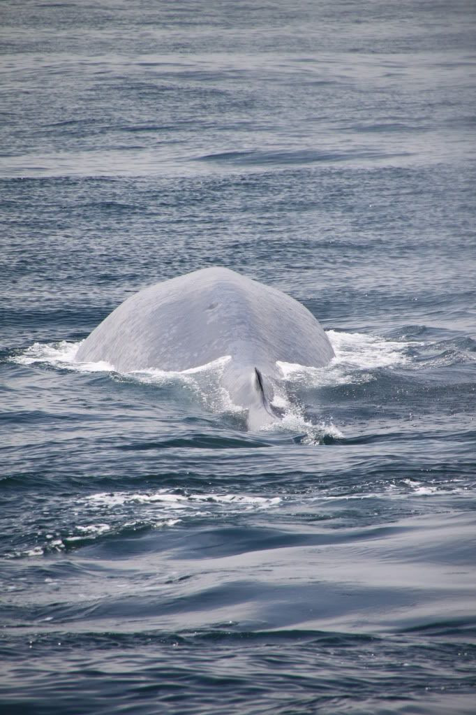 whales