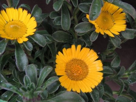黄色の花びら 光り輝く ゴールドコイン 四季おりおりの庭