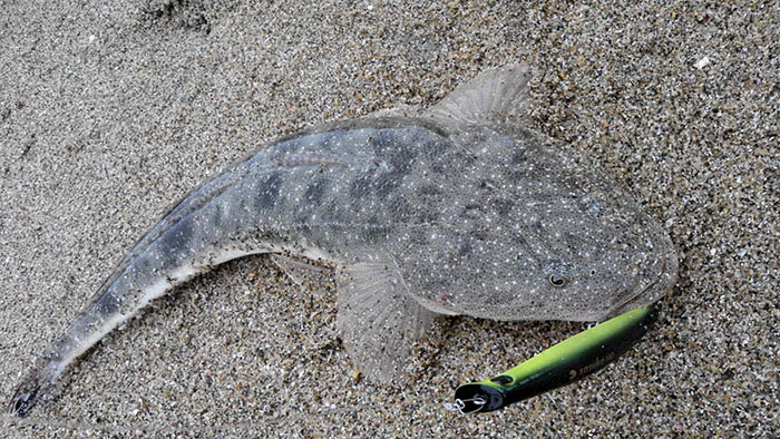 シマアジの釣り方7つの準備と攻略法 フィッシュパラダイス