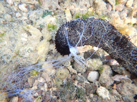 さわるときは要注意 ニセクロナマコ クロナマコ科 Holothuria Leucospilota 15 4 5 鐙瀬海岸 水深３０センチ 分布 伊豆半島以南 インド洋 西太平洋 体長 ２５センチ 南日本の海岸近くで見られる 全身が黒っぽくて細長いナマコ 福江島