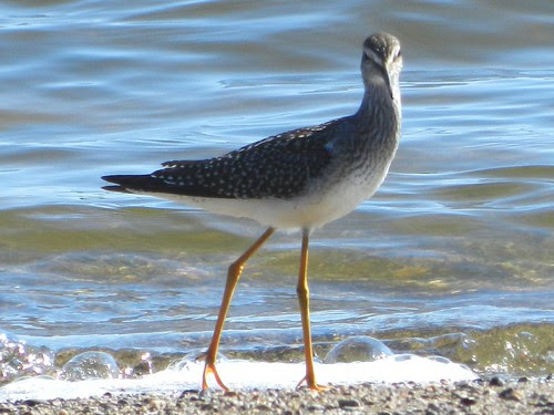 Lesser Yellowlegs Juvenile