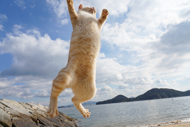 四国の猫島 本島で元気な猫さんと